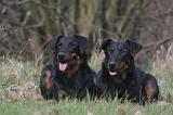 BEAUCERON 984